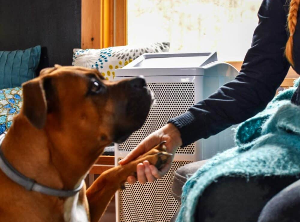 a dog and an air purifier