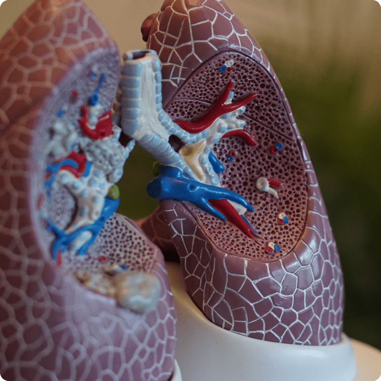 How ultrafine particles affect the lungs.