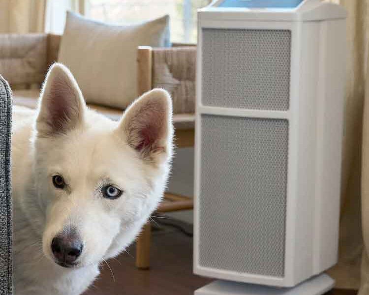 Pet Hair Problems: When To Get An Air Purifier